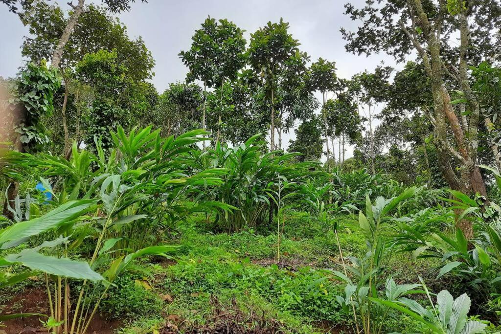 Farmstay In ചില്ലുകൂടാരം At Les Domki Et Al. Vagamon Esterno foto